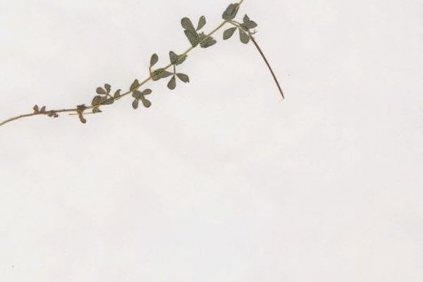 Lotus conimbricensis