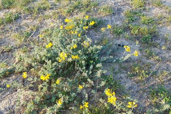 Cretan bird's-foot trefoil