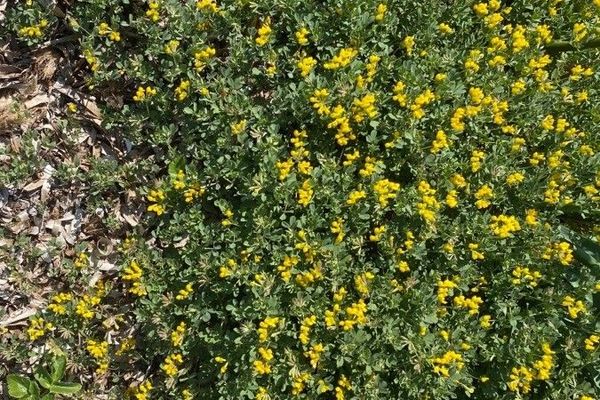 Grey bird's-foot-trefoil
