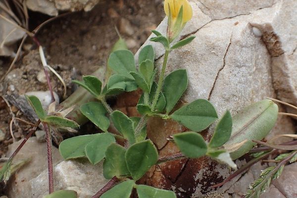 Lotus edulis