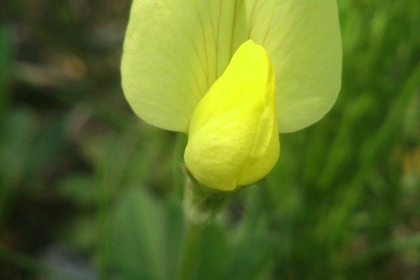 Asparagus trefoil