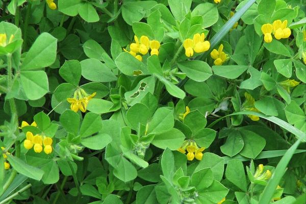 Southern bird's-foot trefoil