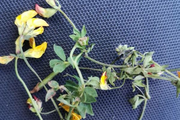 Smallflower bird's-foot trefoil