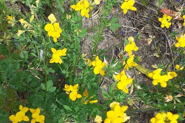 Greater bird's-foot trefoil