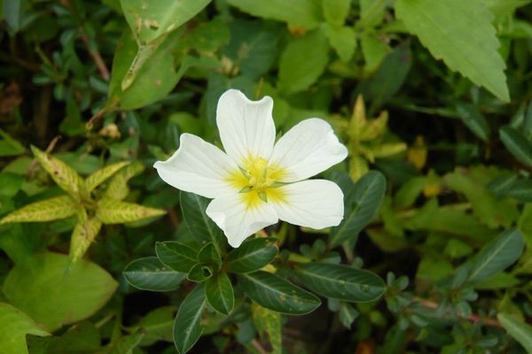 Water-primrose