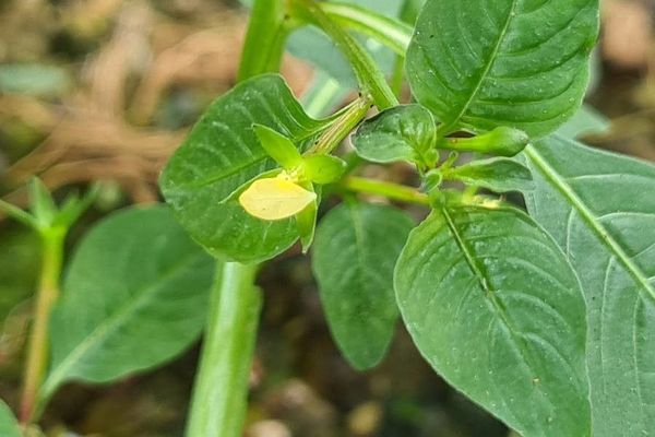 Yerba de jicotea