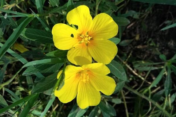 Uruguayan hampshire-purslane