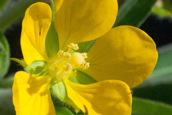 Ludwigia leptocarpa