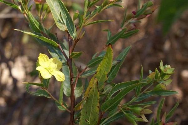 Ludwigia nervosa