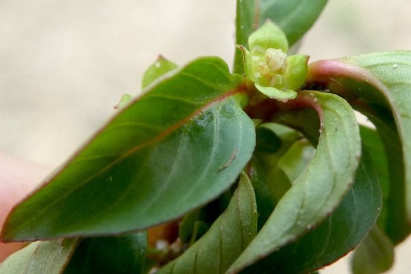 Hampshire-purslane