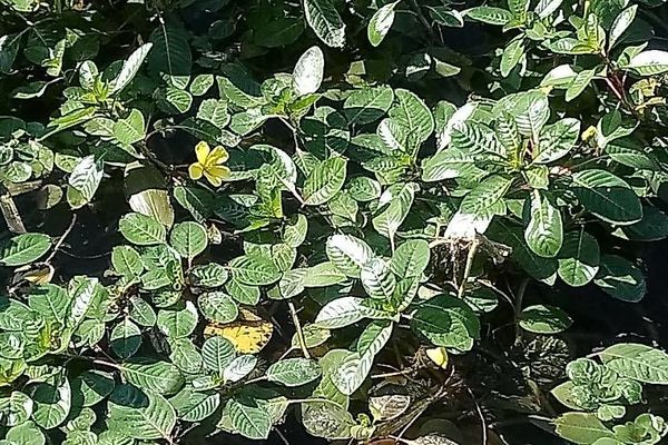 Water primrose