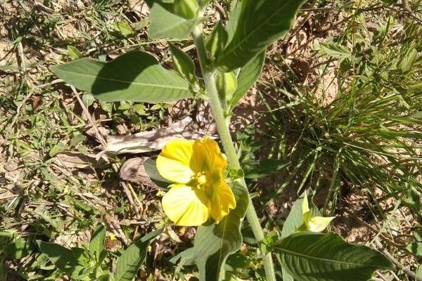 Peruvian primrose-willow