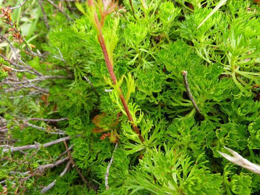 Partridgefoot