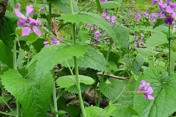 Perennial honesty