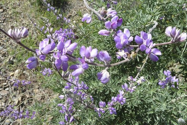 Foothill lupine