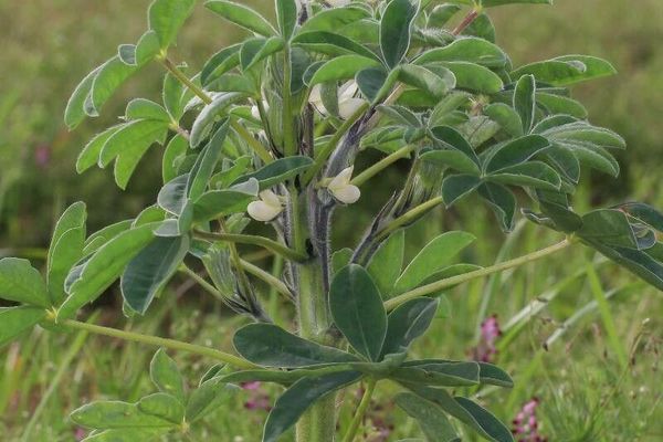 Mediterranean white lupin