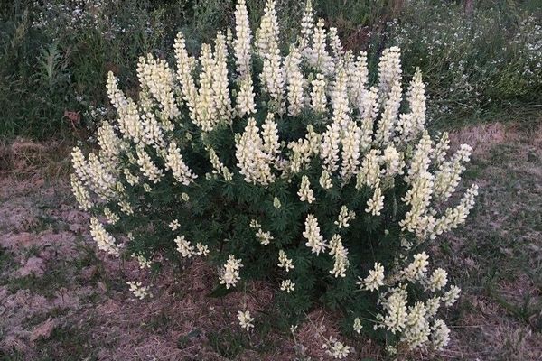 Bush lupine