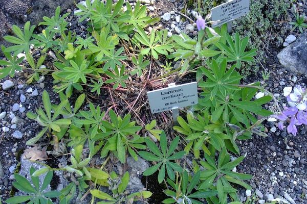Arctic lupine