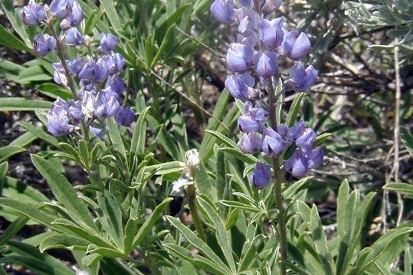 Silvery lupine