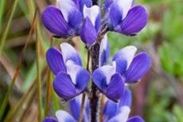 Miniature lupine