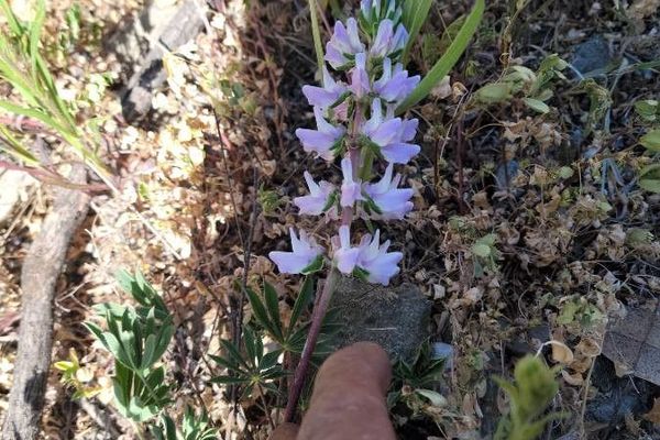 Whitewhorl lupine
