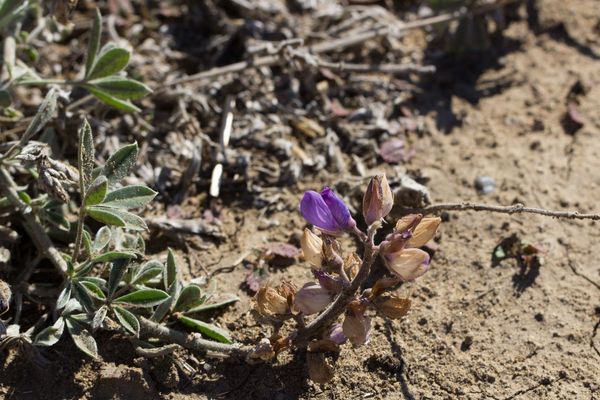 Summer lupine