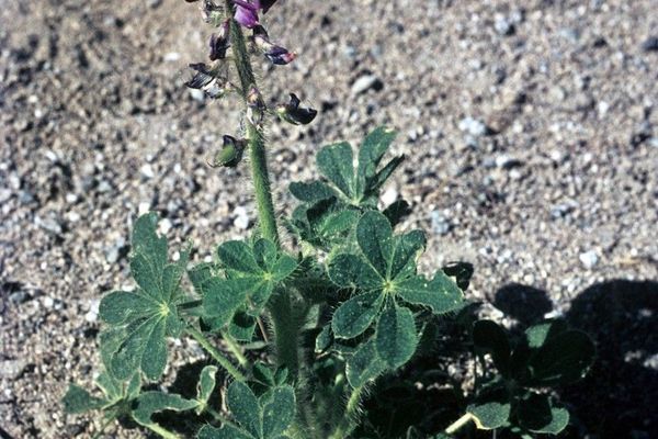 Stinging annual lupine