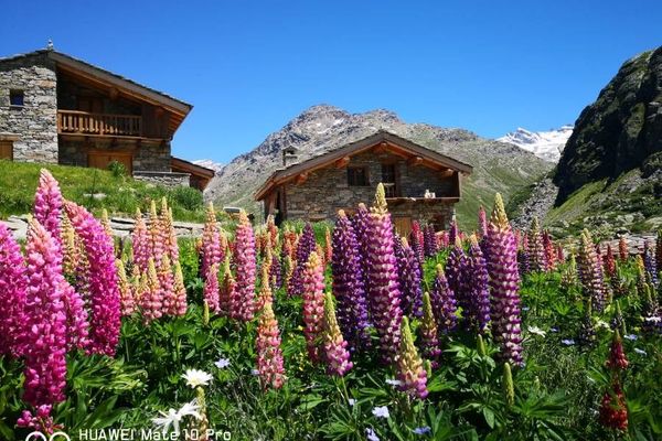 Spanish lupine