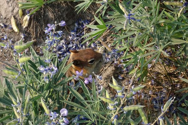 Broadleaf lupine