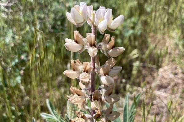 Velvet lupine