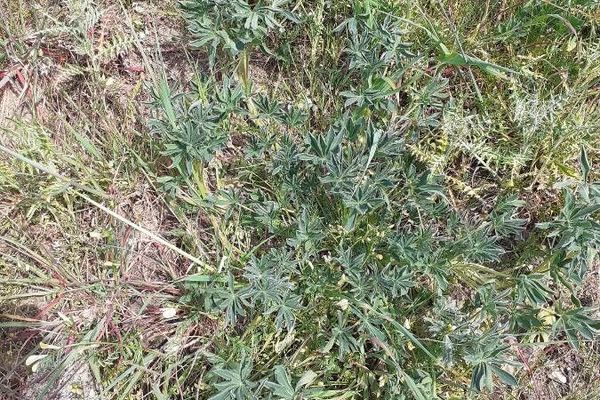 Annual yellow lupin
