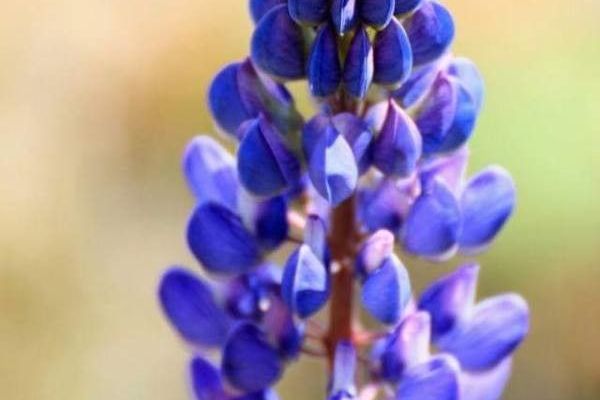 Sky lupine
