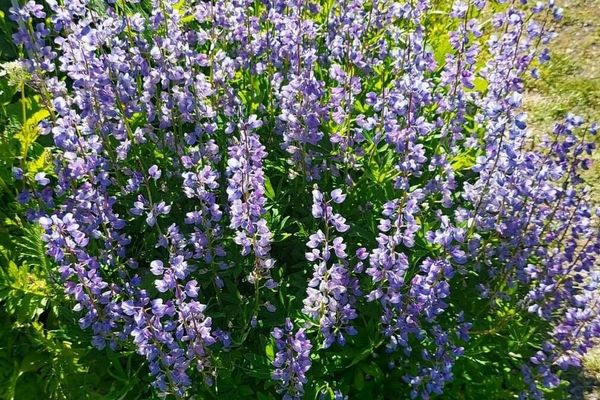 Nootka lupine