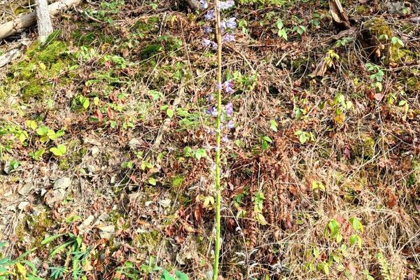 Sundial lupine