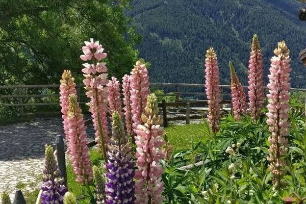 Washington lupin