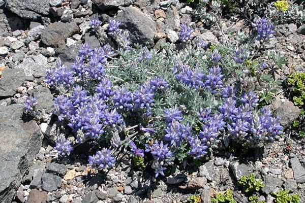 Donner lake lupine