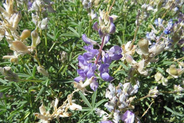 Silky lupine