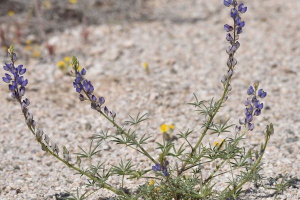 Coulter's lupine