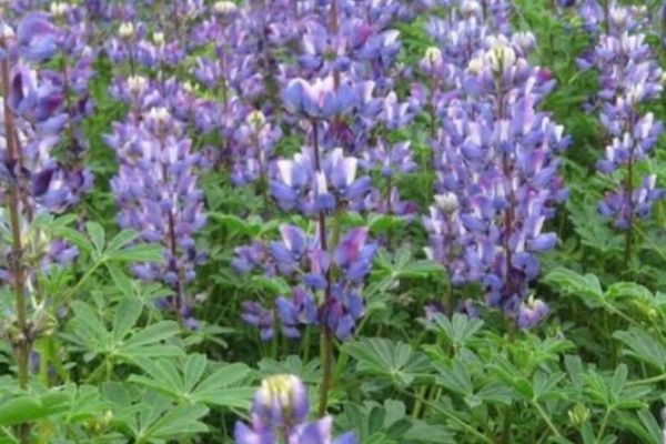 Arroyo lupine