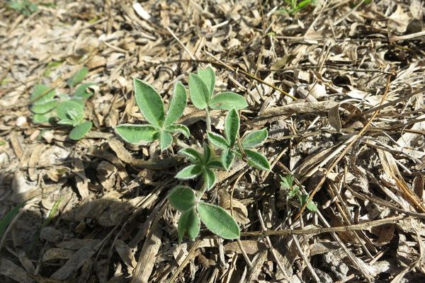 Texas bluebonnet