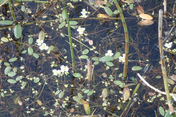 Floating-water-plantain