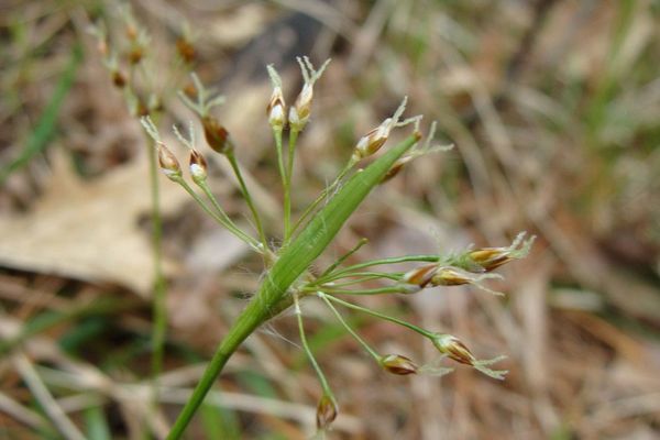Hairy woodrush