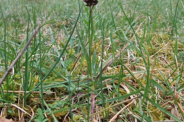 Field wood-rush