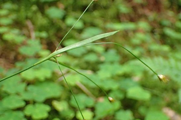 Luzula luzulina