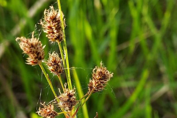 Heath wood-rush