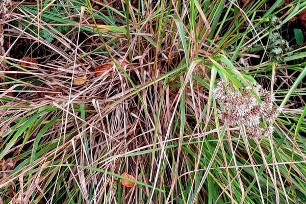 Lesser wood-rush