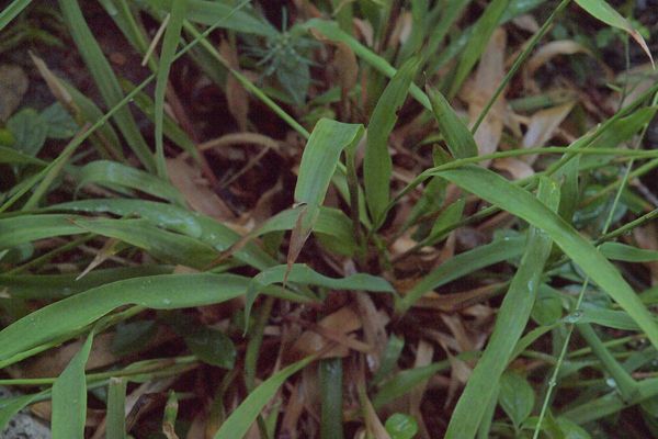 Small-flower wood-rush