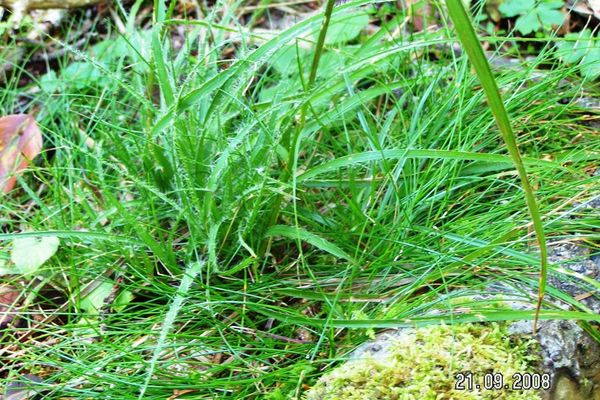 Hairy woodrush