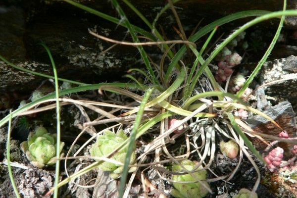 Spiked wood-rush