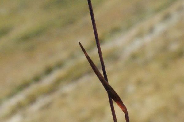 Sudetan wood-rush